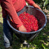 Panama Geisha Lerida Farm Natural Limited quantity